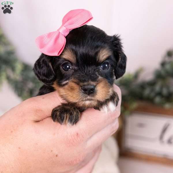 Bella, Bernedoodle-Munchkin Puppy